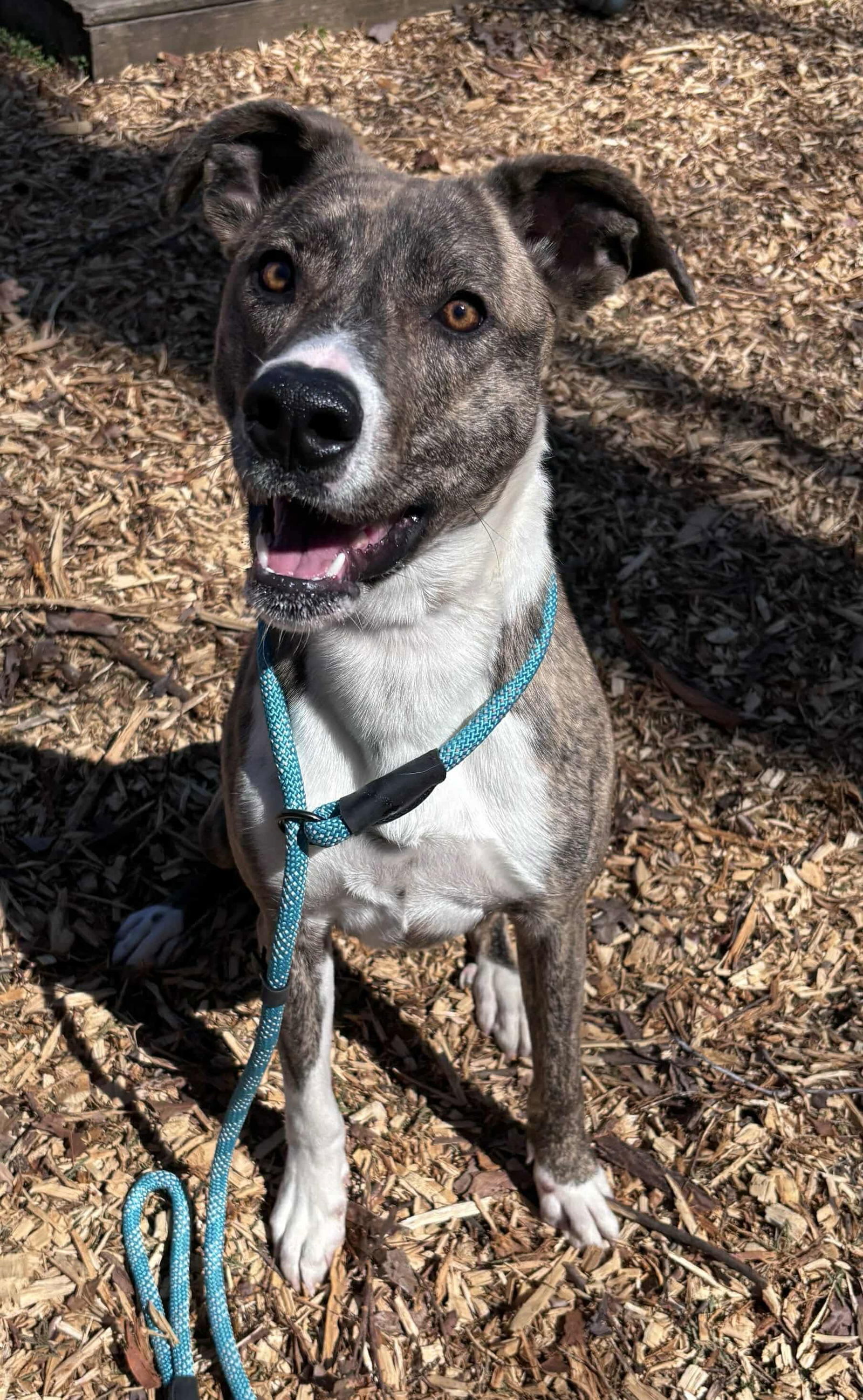Sophia: Not at shelter (Alan)