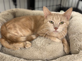 Ti-Ti, an adoptable Domestic Short Hair in Redwood Falls, MN, 56283 | Photo Image 1