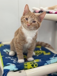 Fluffy, an adoptable Domestic Short Hair in Redwood Falls, MN, 56283 | Photo Image 1