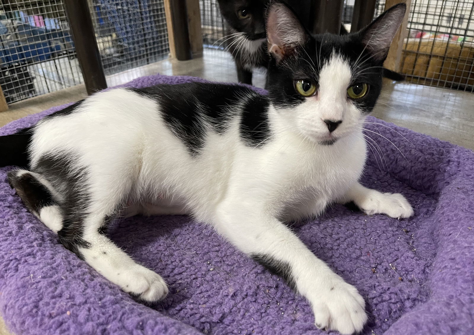 Camille, an adoptable Domestic Short Hair in Traverse City, MI, 49686 | Photo Image 1