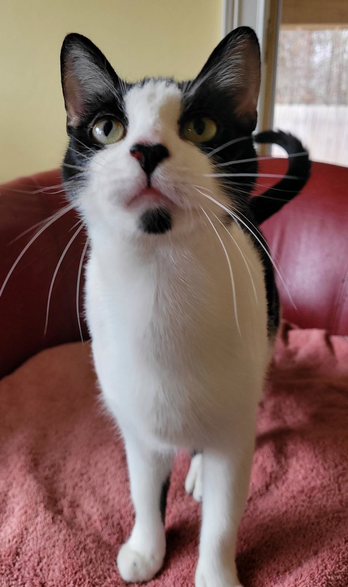 Camille, an adoptable Domestic Short Hair in Traverse City, MI, 49686 | Photo Image 2