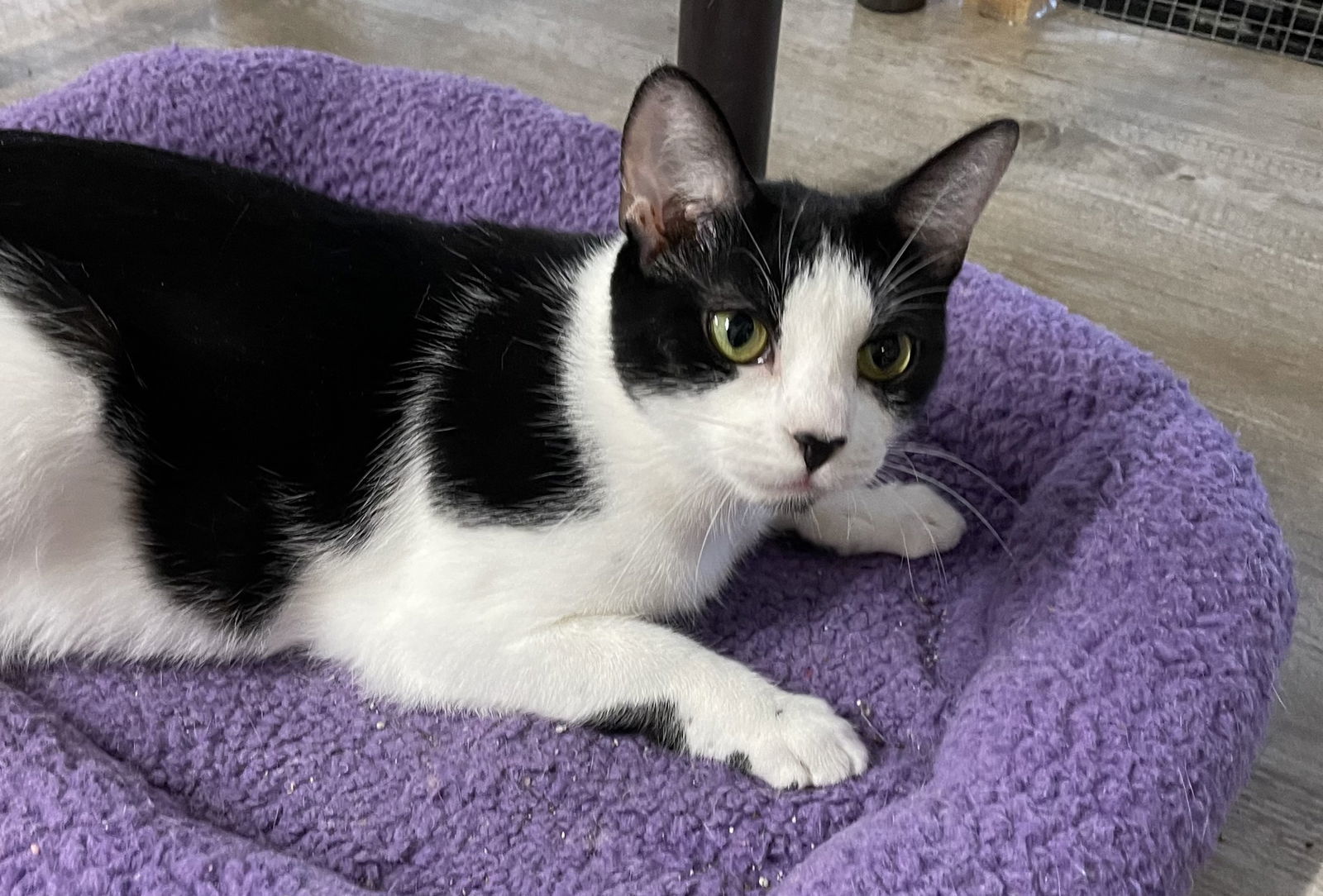 Camille, an adoptable Domestic Short Hair in Traverse City, MI, 49686 | Photo Image 3