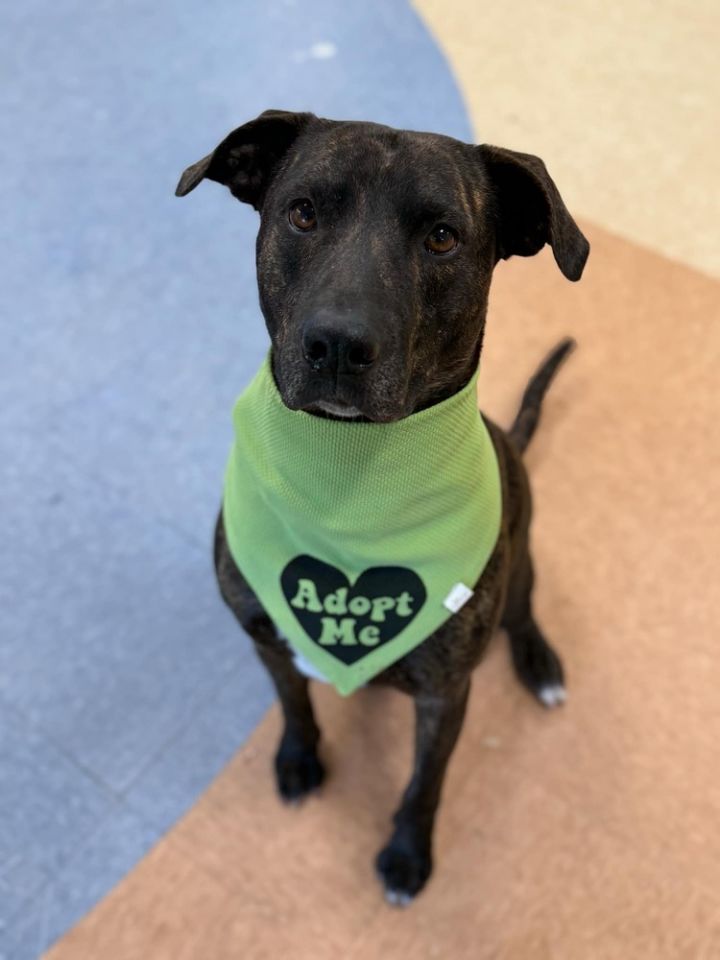 Odie (LOCALLY FOSTERED) 1