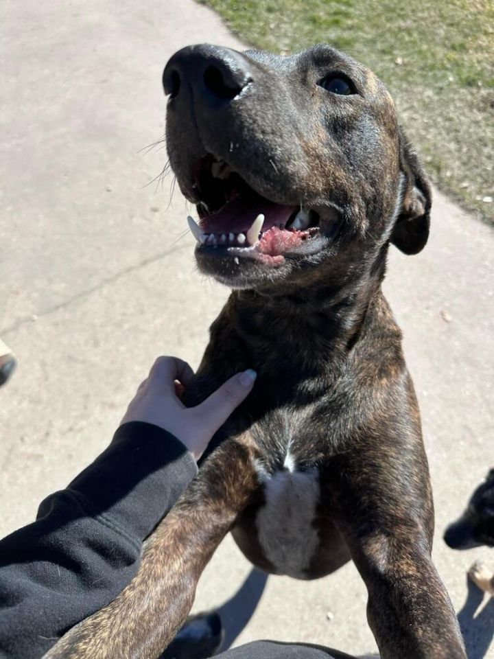 Odie (LOCALLY FOSTERED) 2
