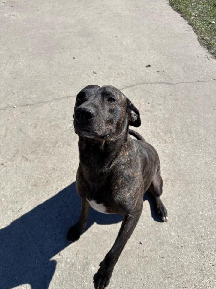 Odie (LOCALLY FOSTERED) 3