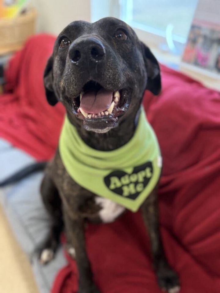 Odie (LOCALLY FOSTERED) 5