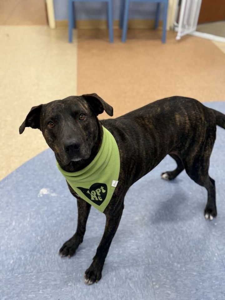 Odie (LOCALLY FOSTERED) 6