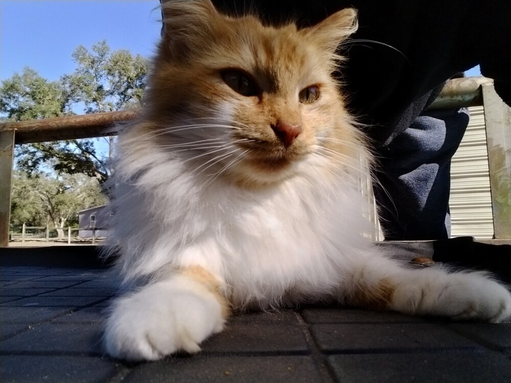 Leo