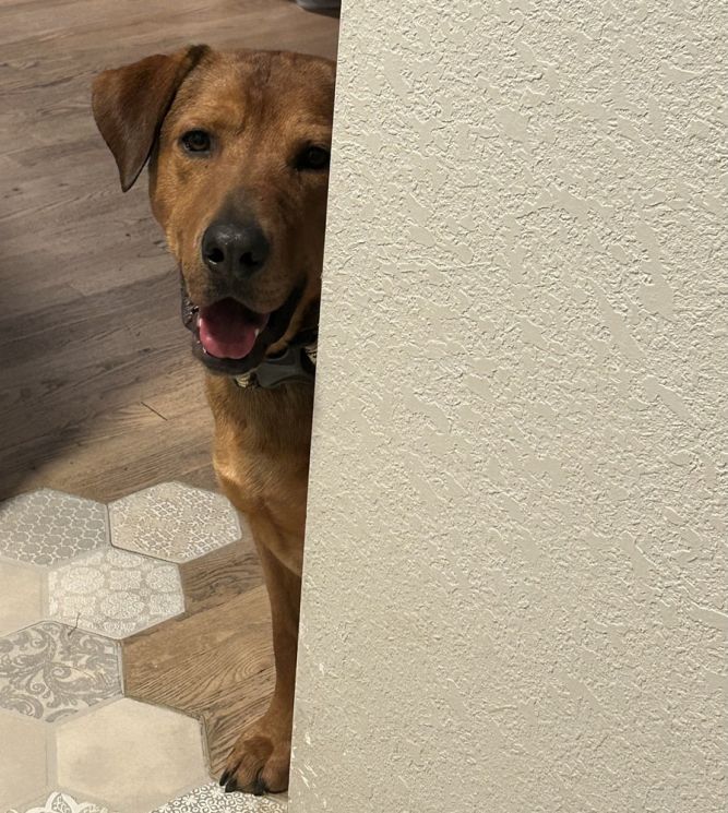 APOLLO