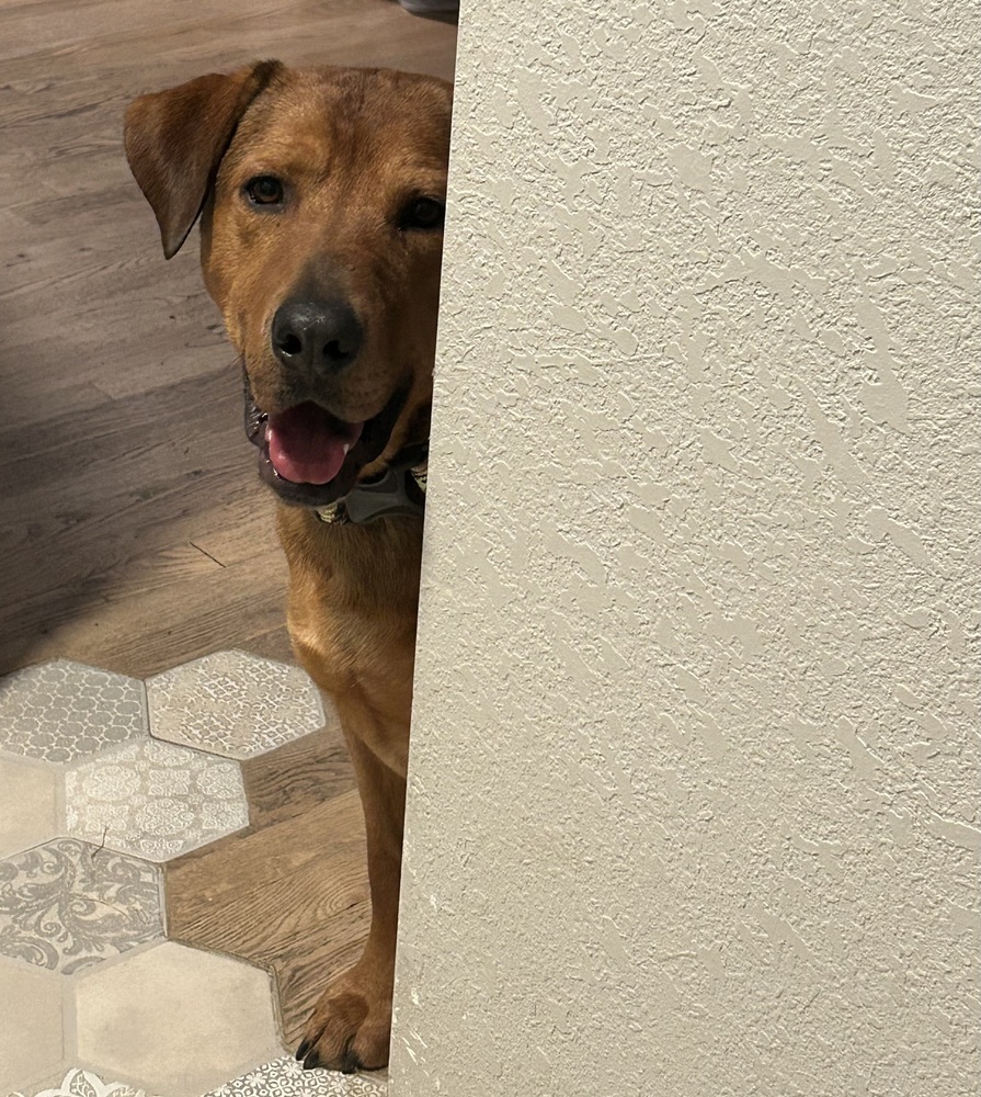 APOLLO