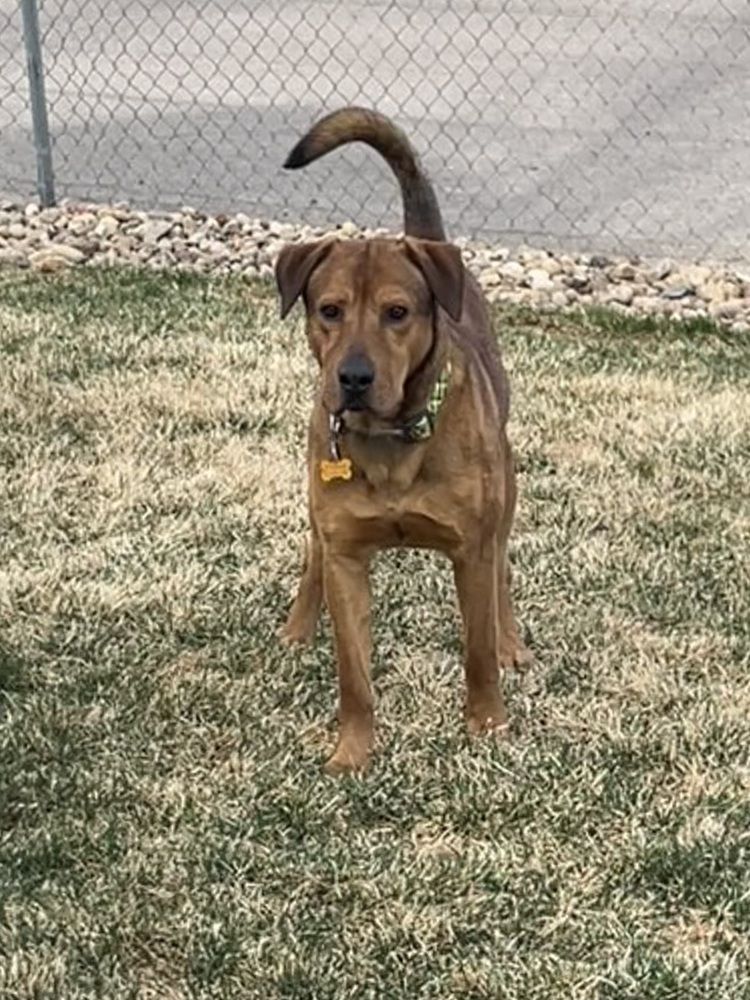 APOLLO