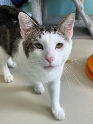 Beetle, Adult Male Domestic Short Hair