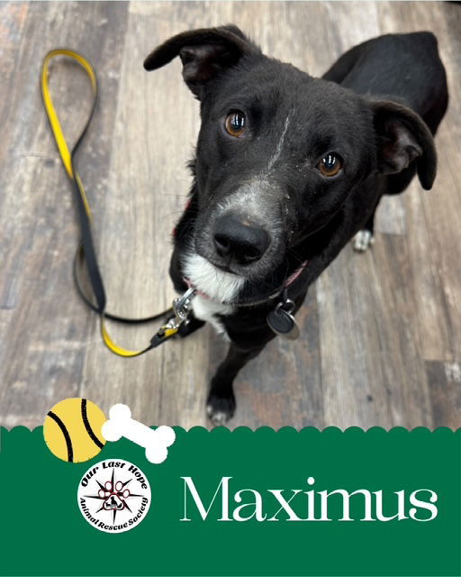 Maximus 1