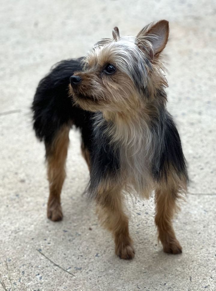 Dolly 2