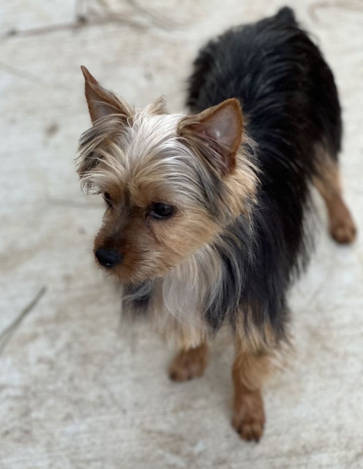 Dolly 3
