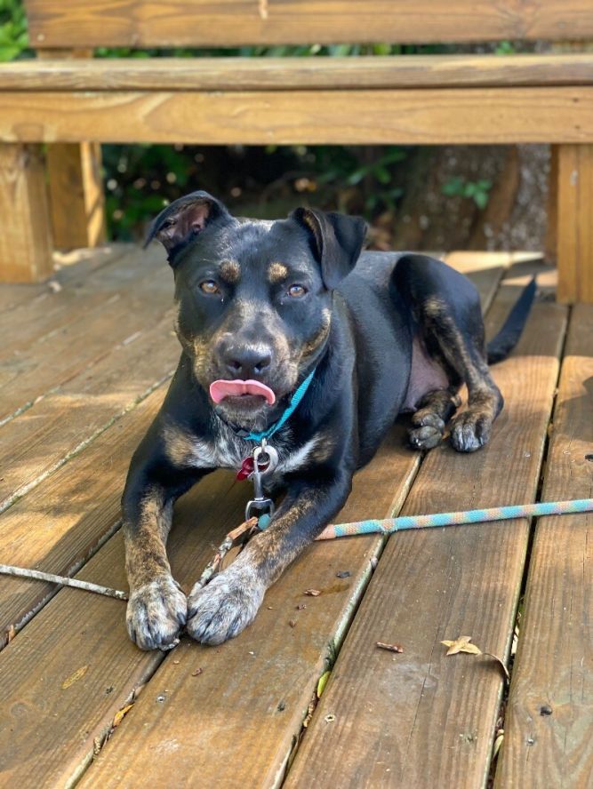 Rosie