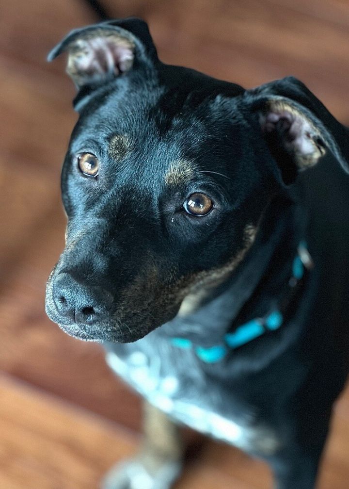 Rosie 3