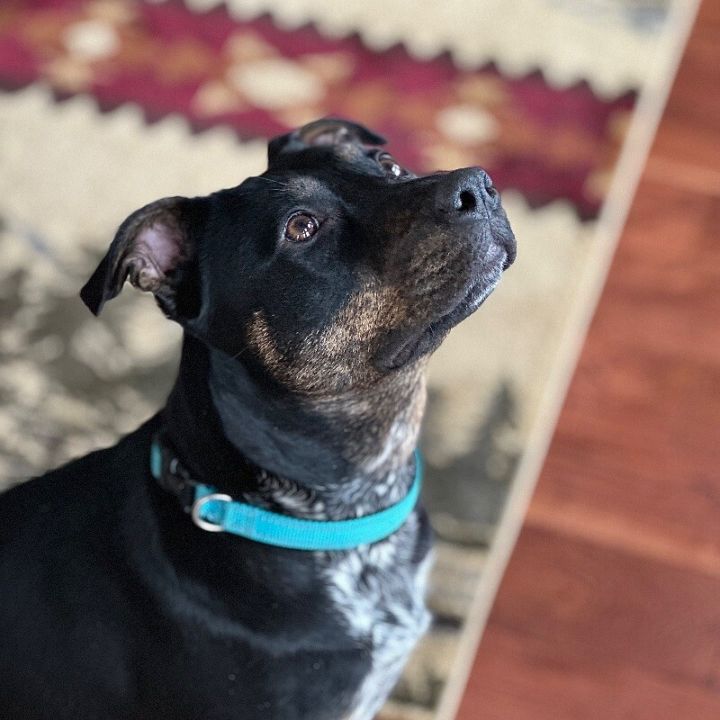 Rosie 4
