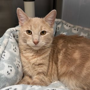 Saquon Meowly
