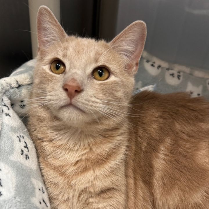 Saquon Meowly 3