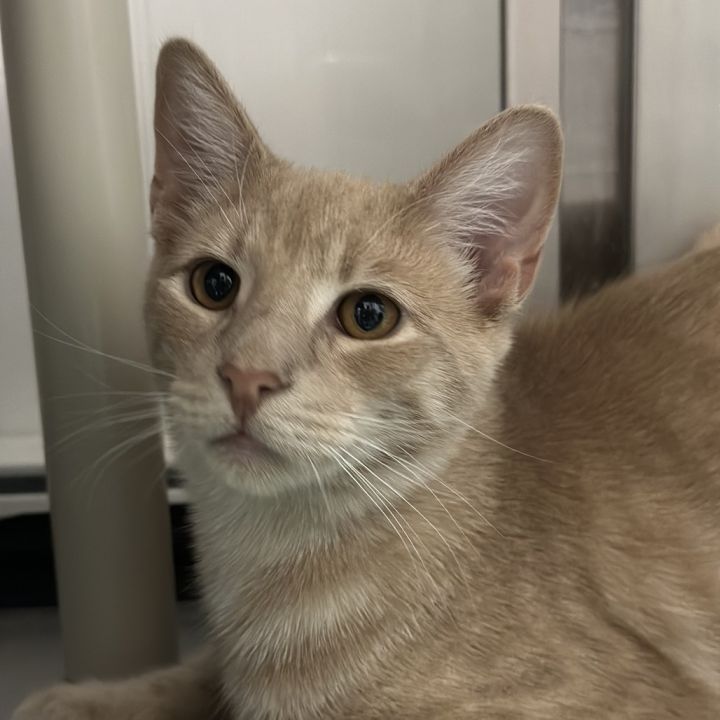 Cam Purrgens 3
