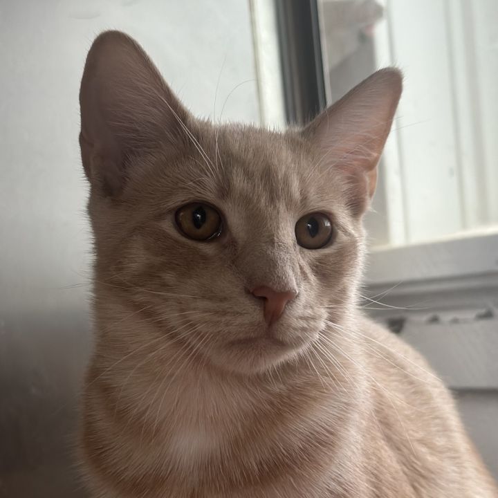 Cam Purrgens 4