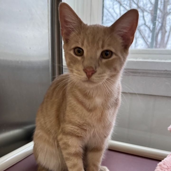 Cam Purrgens 5