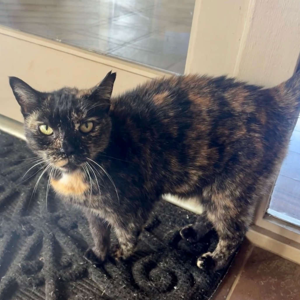 Bijoux, an adoptable Domestic Short Hair in Kilauea, HI, 96754 | Photo Image 1