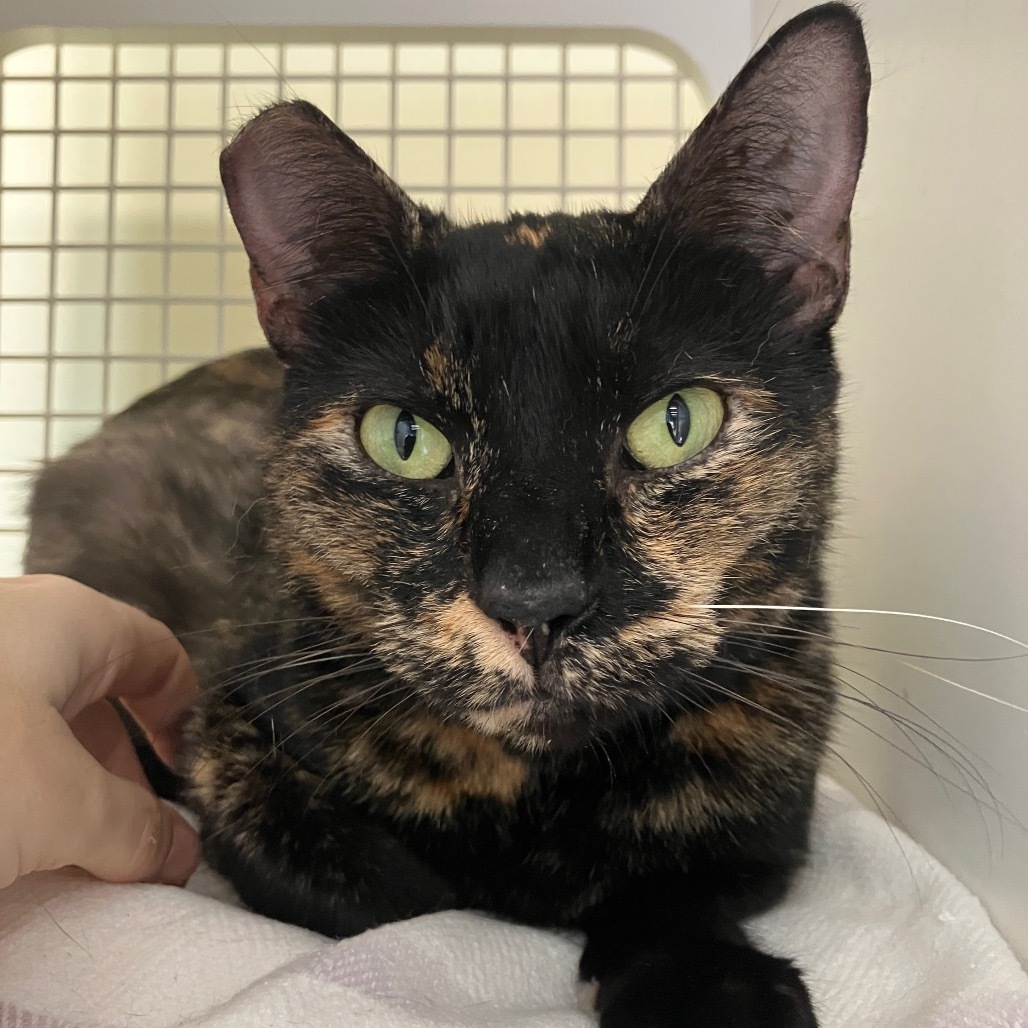 Bijoux, an adoptable Domestic Short Hair in Kilauea, HI, 96754 | Photo Image 2