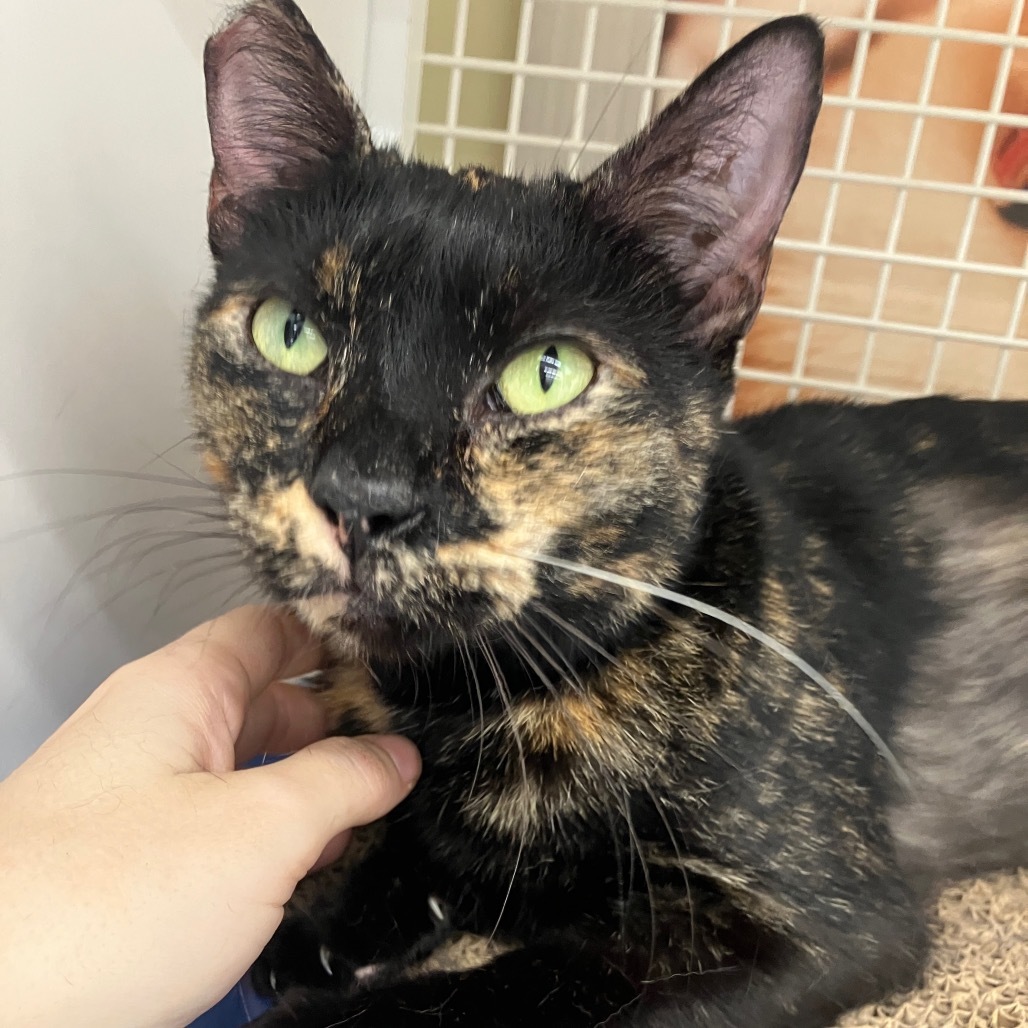 Bijoux, an adoptable Domestic Short Hair in Kilauea, HI, 96754 | Photo Image 3