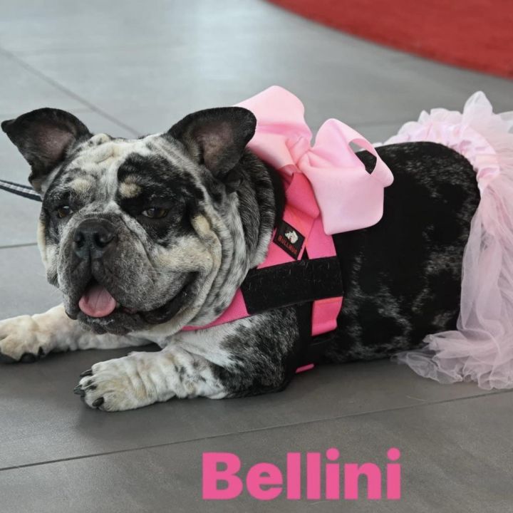 Bellini 1