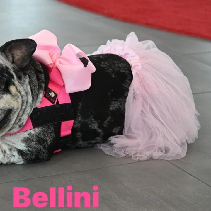 Bellini 6