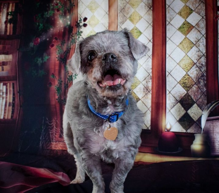 Ziggy 2