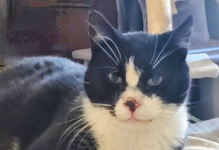 Mayor *Sweet special needs kitty* 1