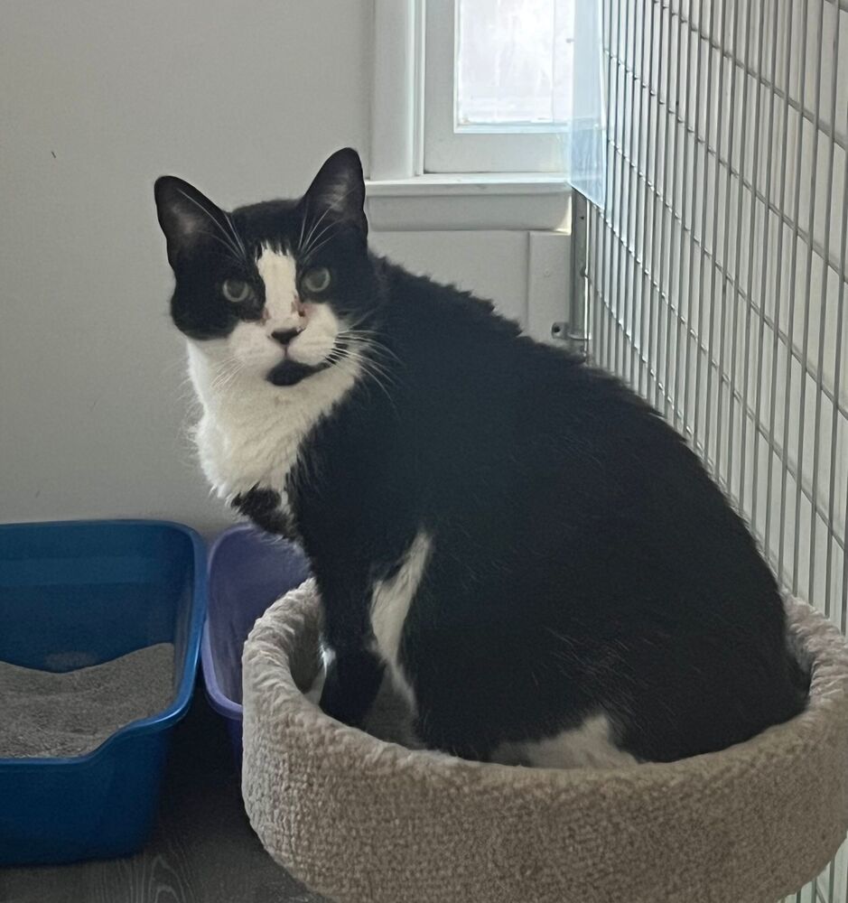 Bryan, an adoptable Domestic Short Hair in McPherson, KS, 67460 | Photo Image 1