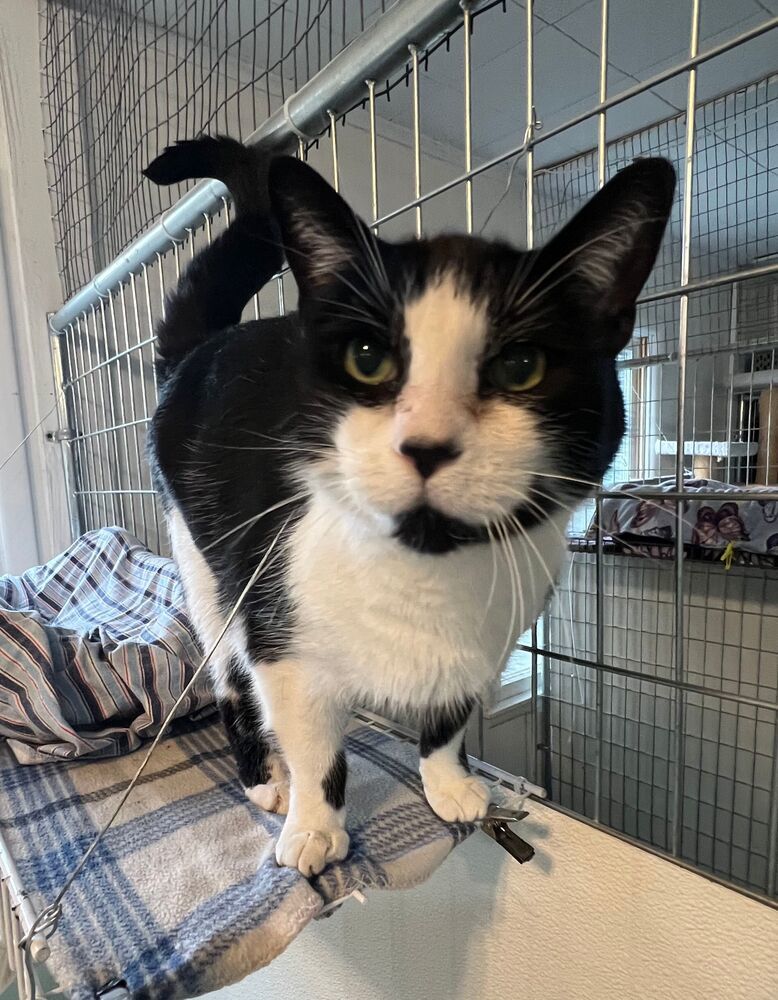 Bryan, an adoptable Domestic Short Hair in McPherson, KS, 67460 | Photo Image 1