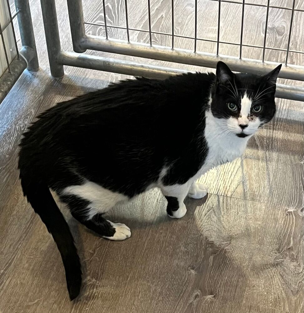 Bryan, an adoptable Domestic Short Hair in McPherson, KS, 67460 | Photo Image 3