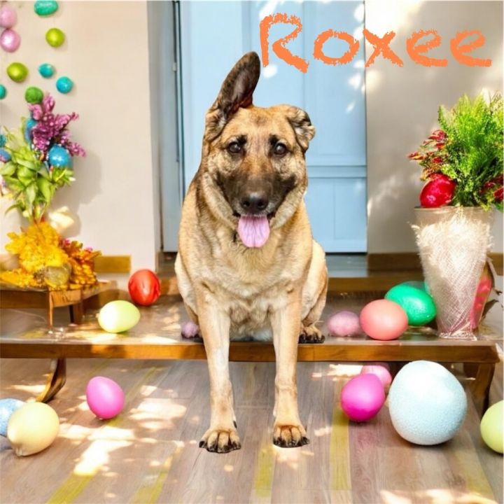 Roxee 1