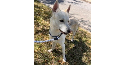 Ocho, an adoptable Carolina Dog, Jindo in Brookeville, MD, 20833 | Photo Image 6