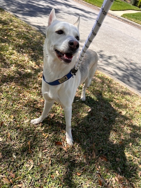 Ocho, an adoptable Carolina Dog, Jindo in Brookeville, MD, 20833 | Photo Image 9
