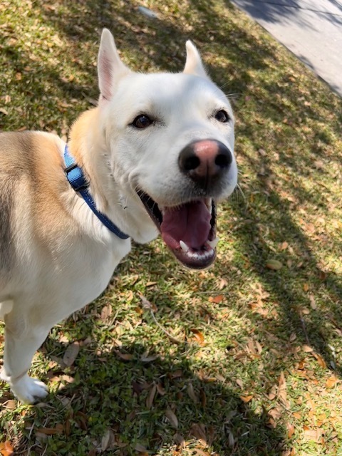 Ocho, an adoptable Carolina Dog, Jindo in Brookeville, MD, 20833 | Photo Image 10