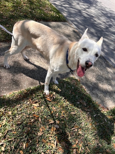 Ocho, an adoptable Carolina Dog, Jindo in Brookeville, MD, 20833 | Photo Image 11