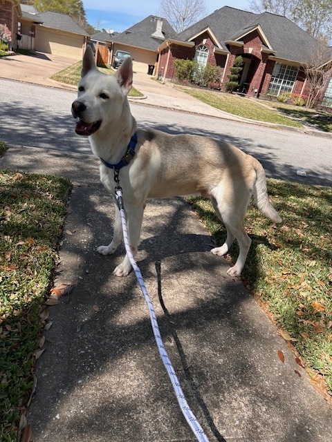 Ocho, an adoptable Carolina Dog, Jindo in Brookeville, MD, 20833 | Photo Image 12