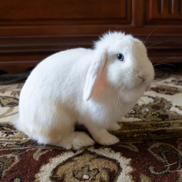 Marshmallow 1