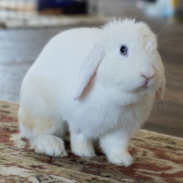 Marshmallow 2