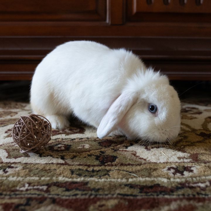 Marshmallow 3