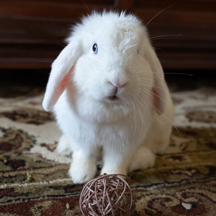 Marshmallow 4