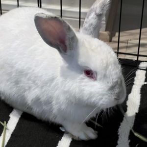 Guillermo was scooped-up in a Mont Belvieu neighborhood after several months of evading local rescue