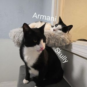 Armani & Skully
