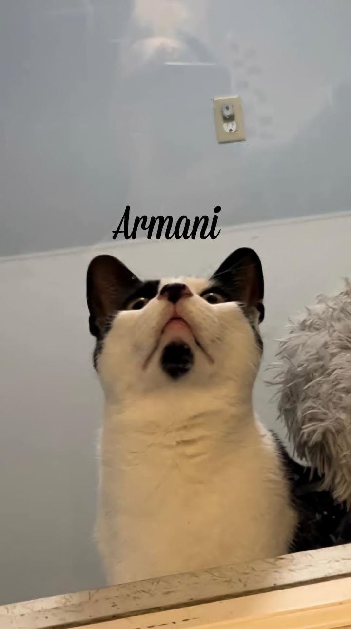 Armani & Skully 2